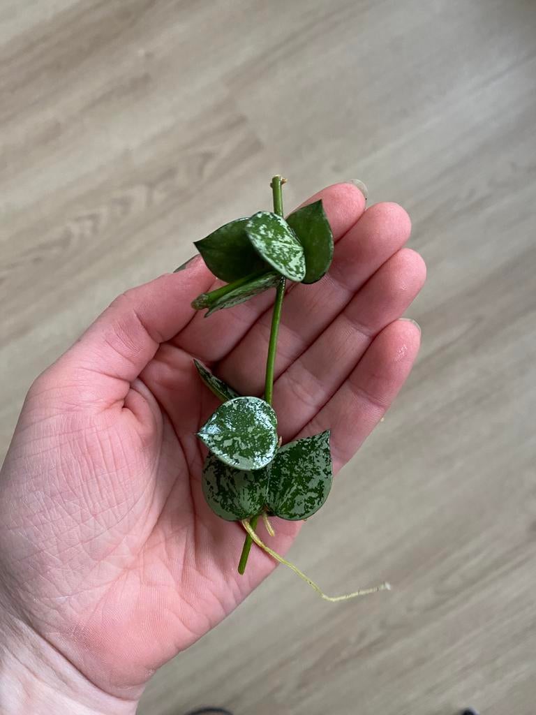 Hoya Krohniana Splash stekje, Ophalen, Halfschaduw, Minder dan 100 cm