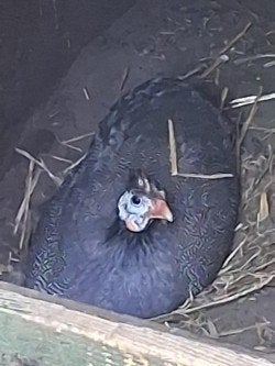Parelhoenders, Dieren en Toebehoren, Pluimvee, Meerdere dieren, Kip