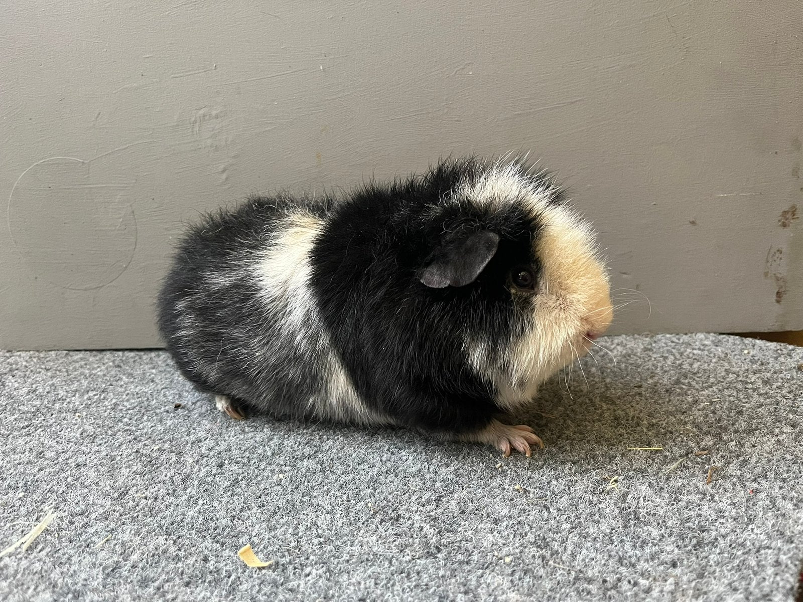 Us Teddy, Zwart magpie beer, Dieren en Toebehoren, Cavia, Mannelijk, Januari, Tam