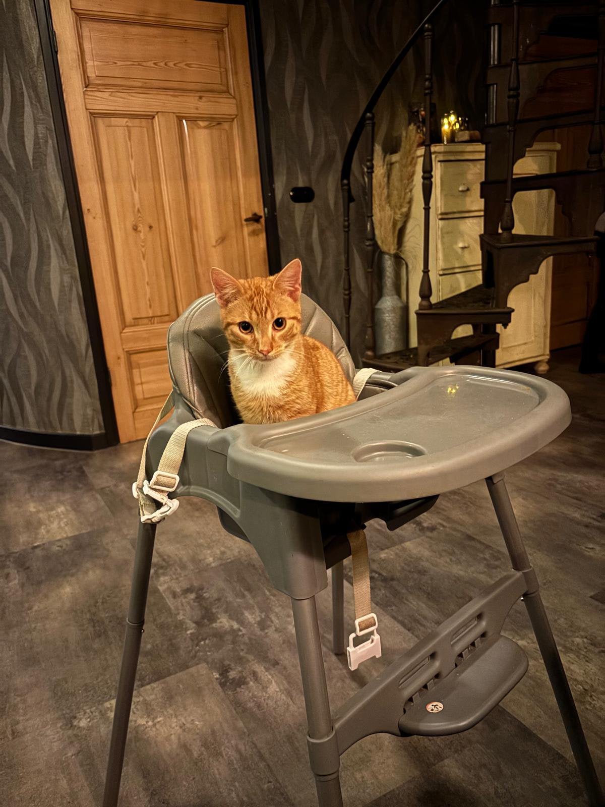 Vermist Kater Pepper, Dieren en Toebehoren, Kat