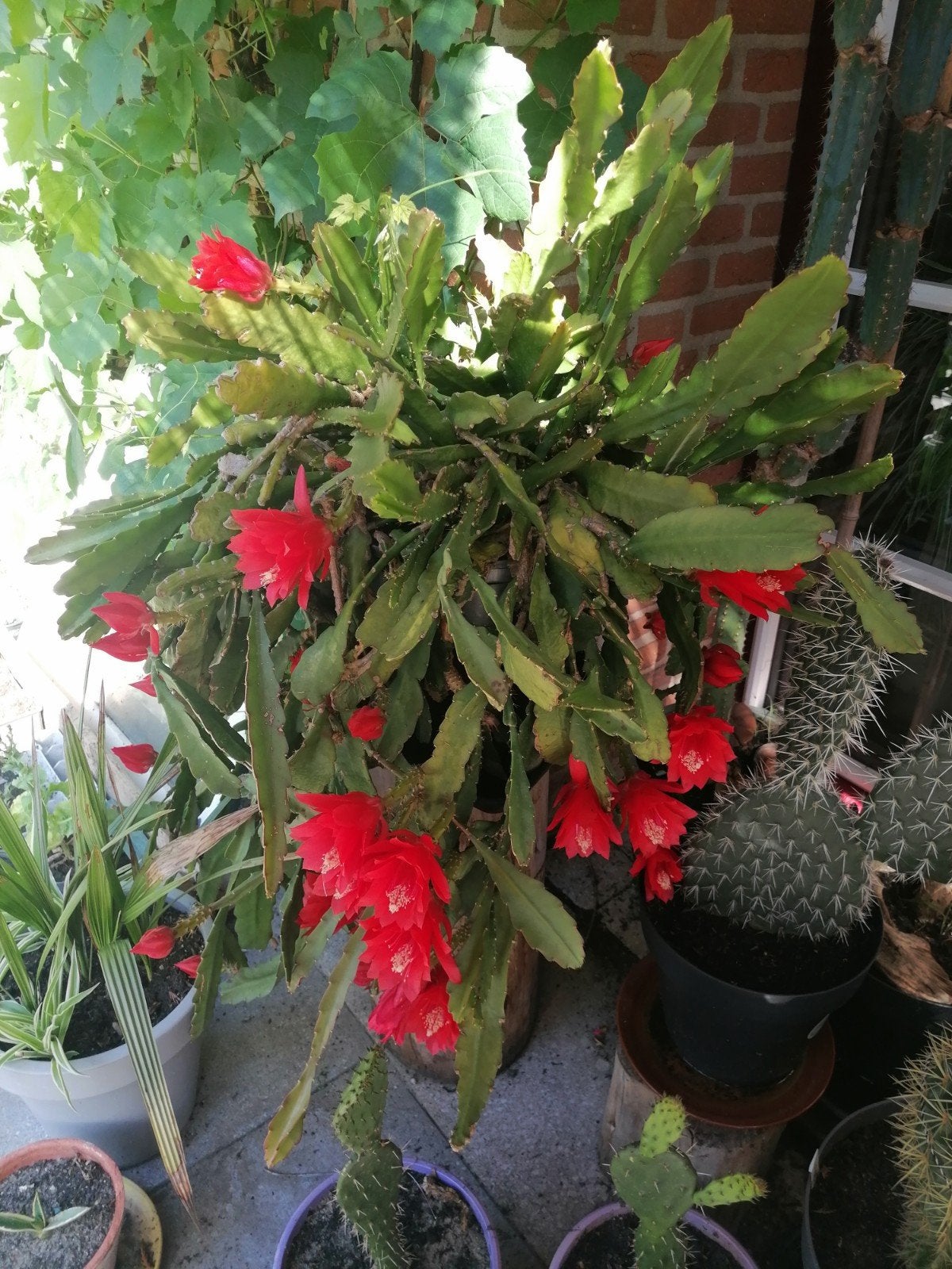 Cactus kruising Disocactus /phyllo cactus, Ophalen, Cactus, Volle zon, Minder dan 100 cm