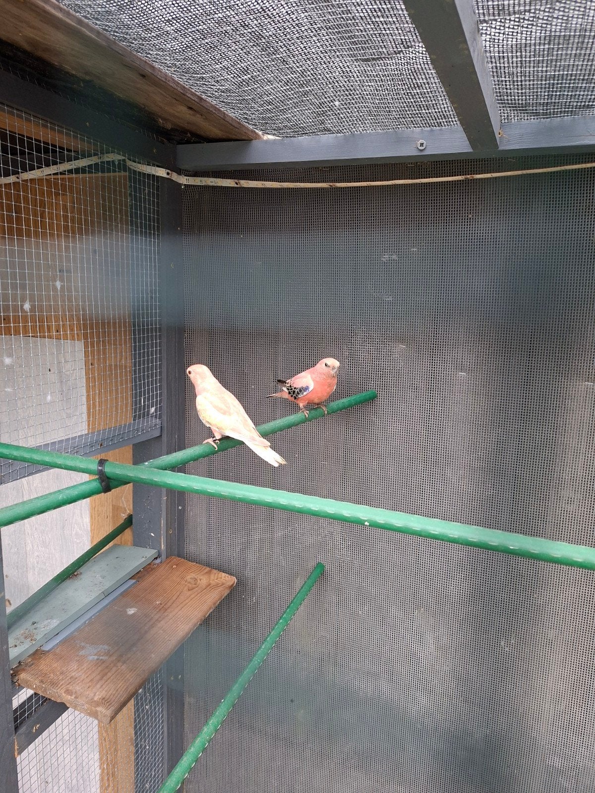 Koppel Brosparkieten, Dieren en Toebehoren, Vogels | Kanaries, Meerdere dieren