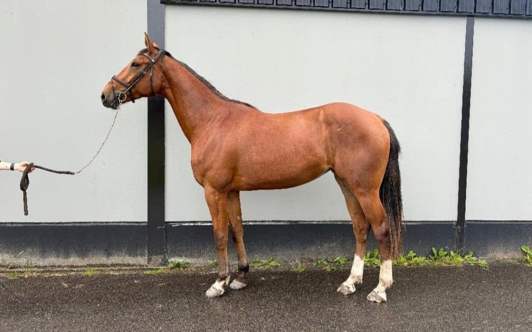 Uitzonderlijke merrie van zeer goede afstamming KWPN, Merrie, 175 cm of meer, Met stamboom, Dressuurpaard