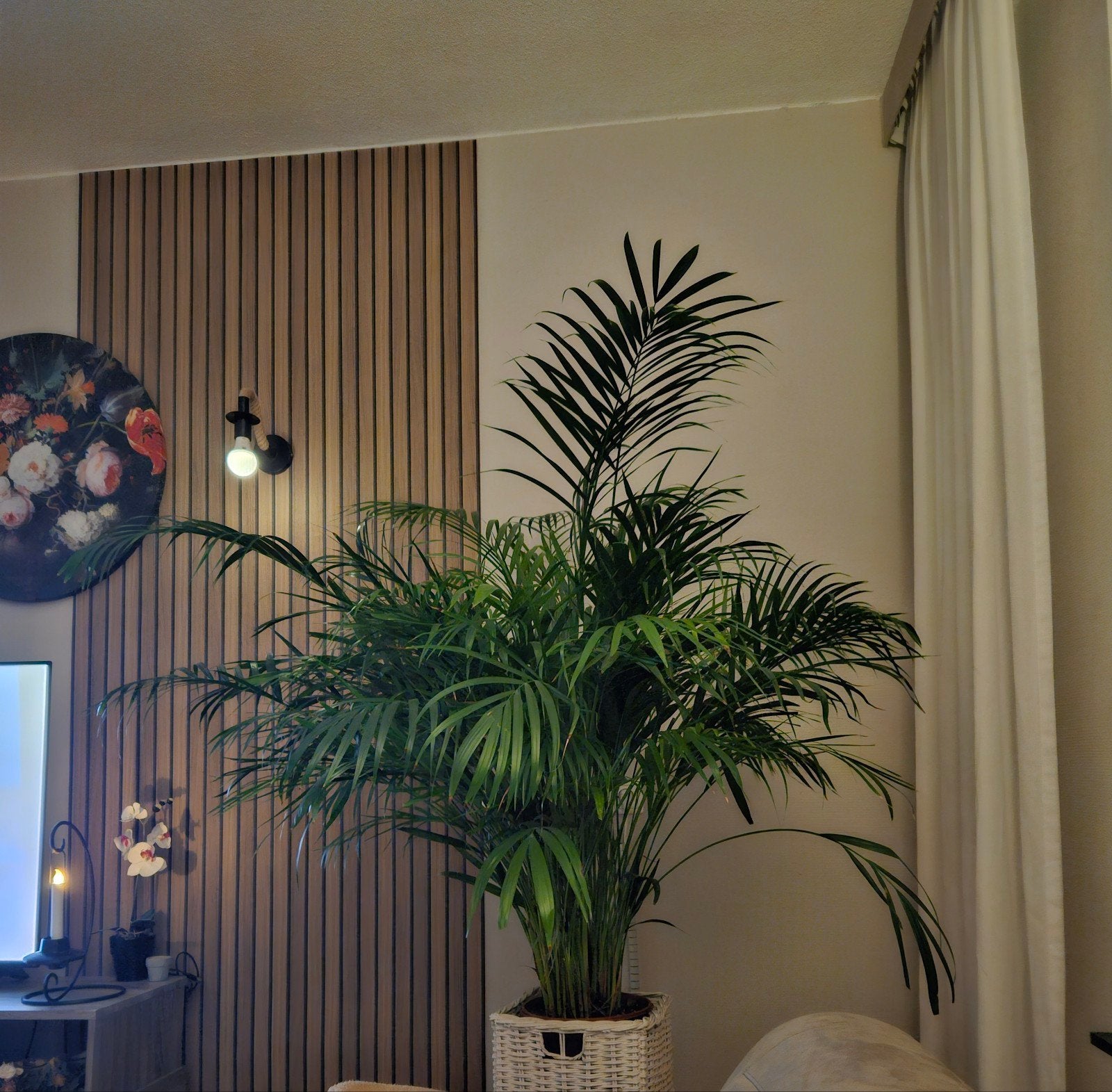 mooie grote palm, Ophalen, Halfschaduw, Minder dan 100 cm