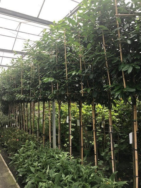 Foto 2 van lei laurier prunus novita 340 cm hoog 14-16 dik