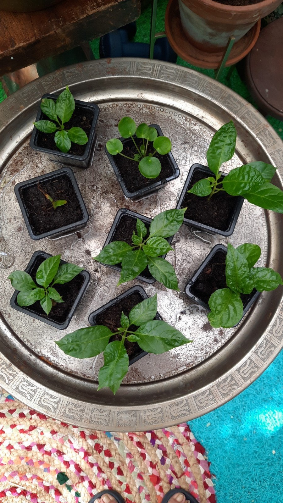 Hete peperplantjes - Madame Jeanette, Tuin en Terras, Ophalen, Volle zon, Groenteplanten, Eenjarig