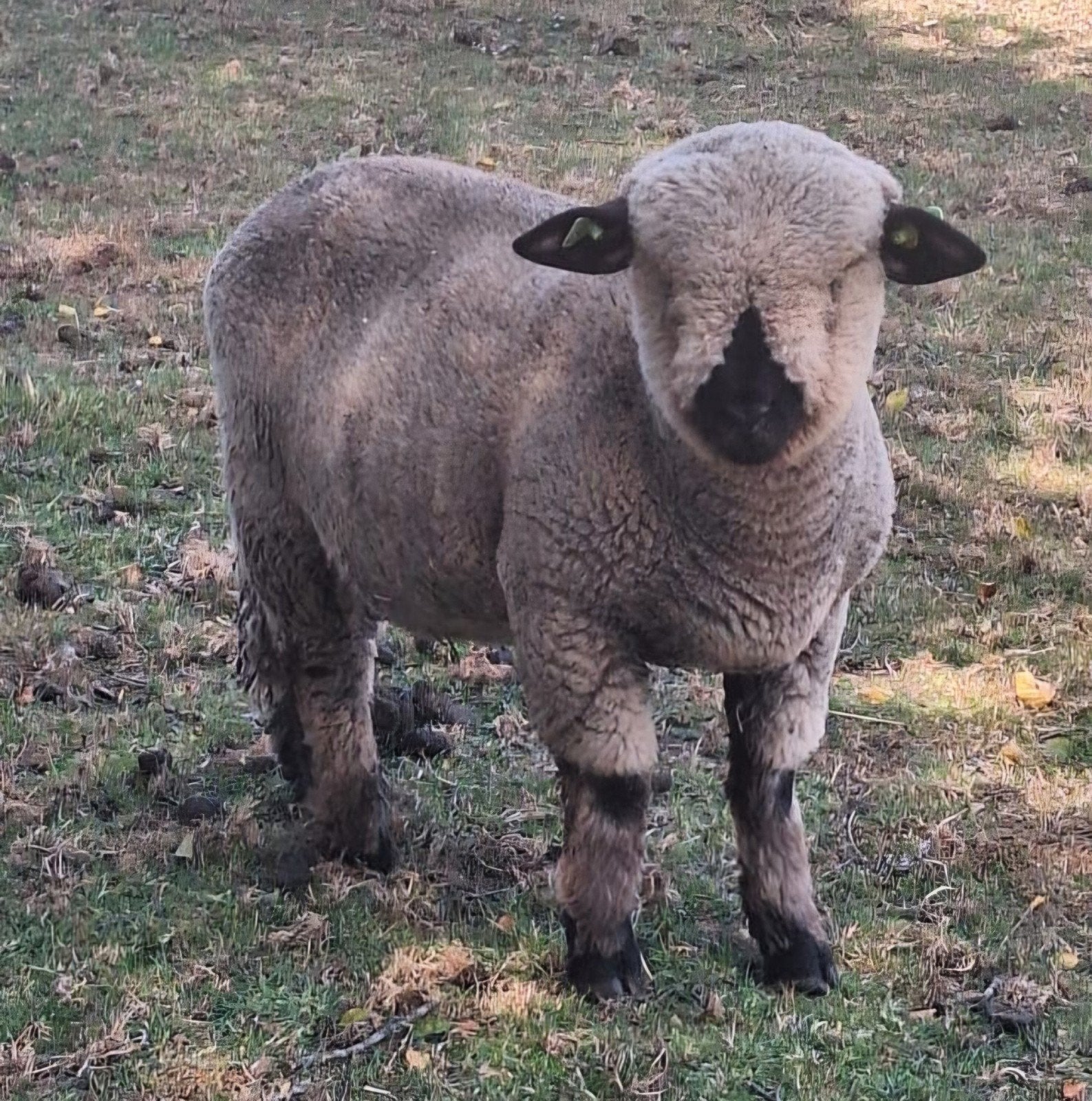 Dekram Hampshire Down aangeboden, Dieren en Toebehoren, Schapen, Geiten en Varkens, Mannelijk, Schaap, 0 tot 2 jaar