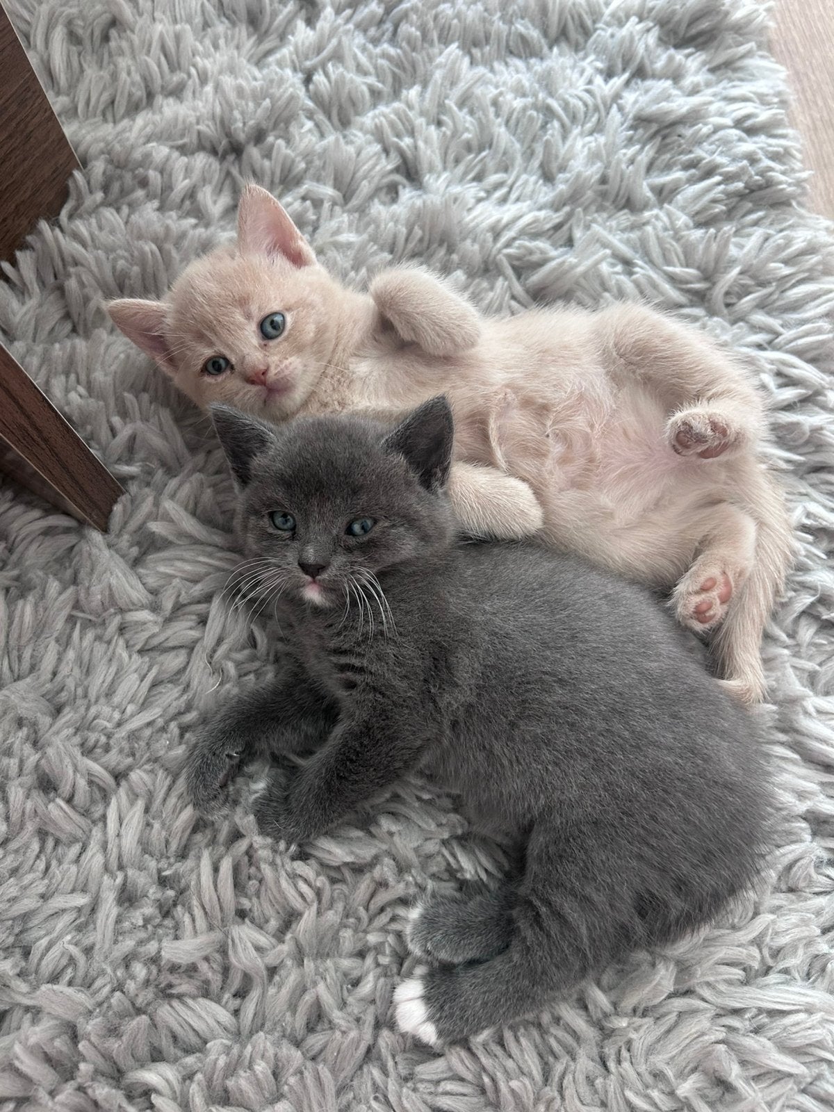 Nog 2 van de 5 Britse korthaar kittens beschikbaar, Dieren en Toebehoren, Meerdere dieren, Ontwormd