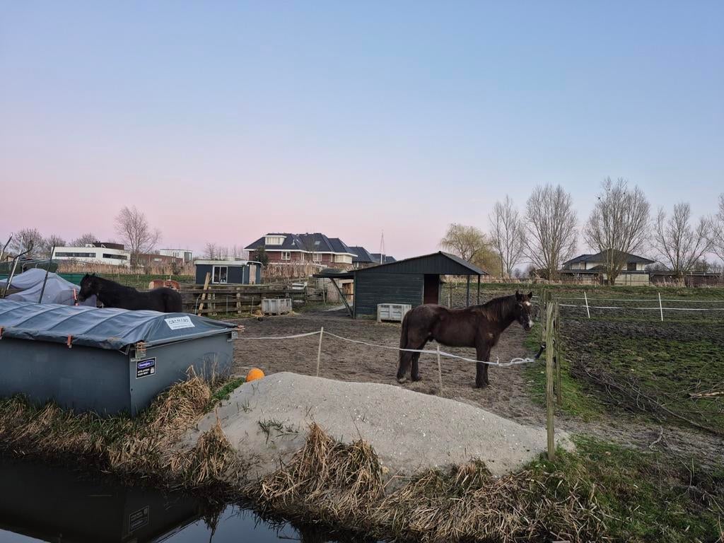 Verzorger gezocht voor gepensioneerde Welsh Cob, Dieren en Toebehoren, Ophalen of Verzenden
