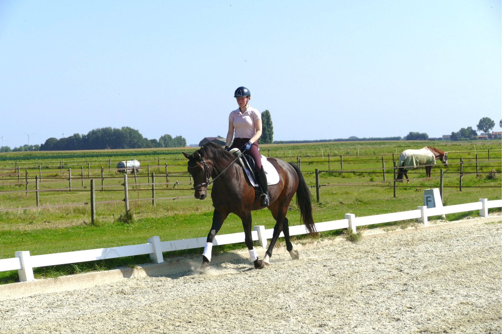 Betrouwbare allrounder zoekt een liefdevol nieuw thuis, Dieren en Toebehoren, Ruin, Recreatiepaard, 11 jaar of ouder
