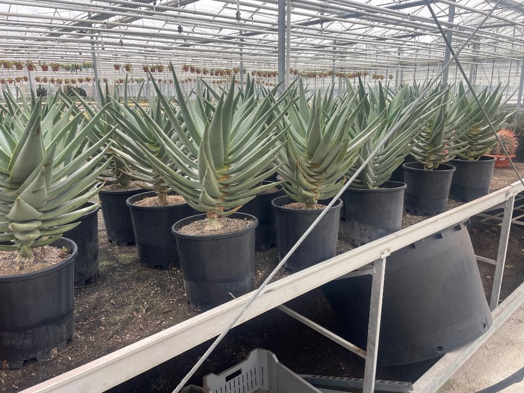 Aloe Dichotoma ( kokerboom) uit Namibie in potmaat 25cm., Vetplant, Ophalen of Verzenden, In pot, Minder dan 100 cm