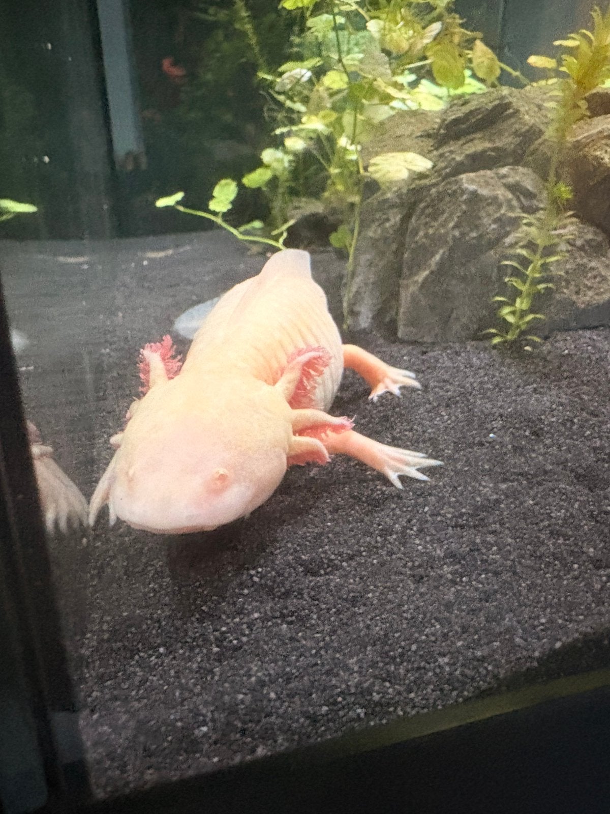 Twee albino dames., Dieren en Toebehoren, Amfibie, 0 tot 2 jaar