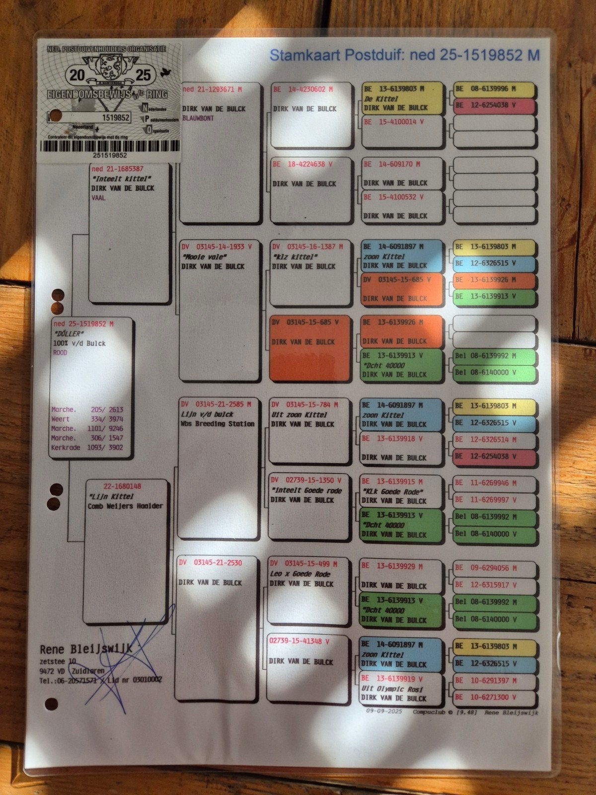 TE KOOP MOOIE DOFFER , D V D. BULCK, Dieren en Toebehoren, Vogels | Duiven, Mannelijk, Postduif