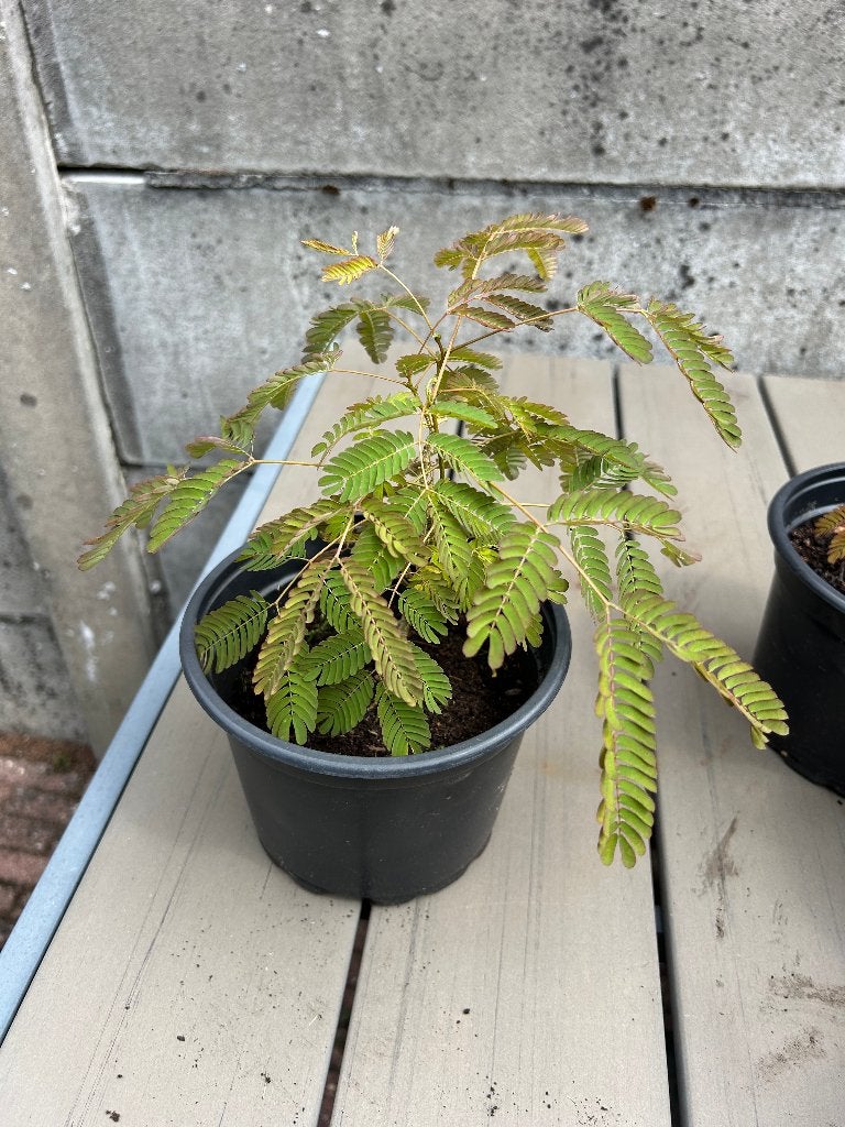 stekjes perzische slaapboom, Tuin en Terras, Planten | Bomen, Ophalen, Volle zon, Overige soorten, Minder dan 100 cm
