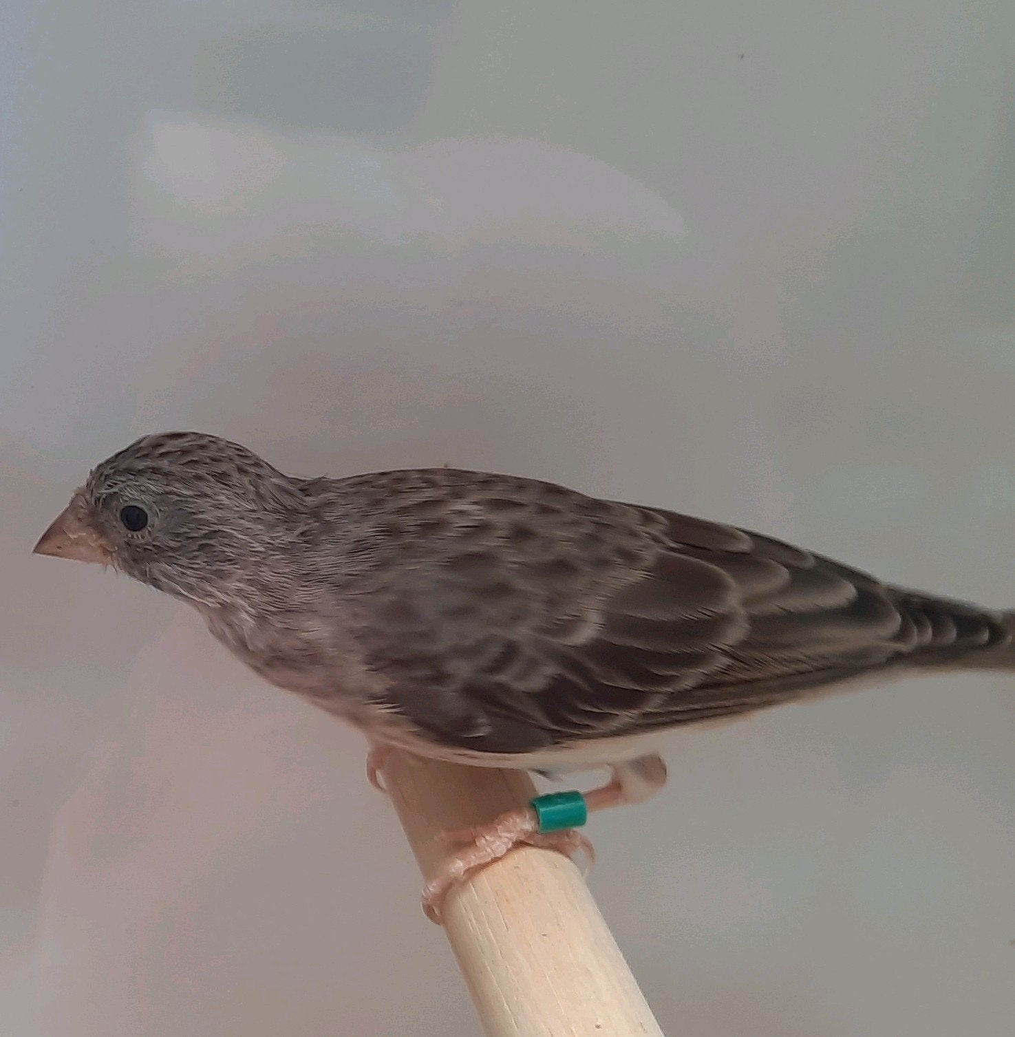 Edelzanger, Dieren en Toebehoren, Vrouwelijk, Geringd