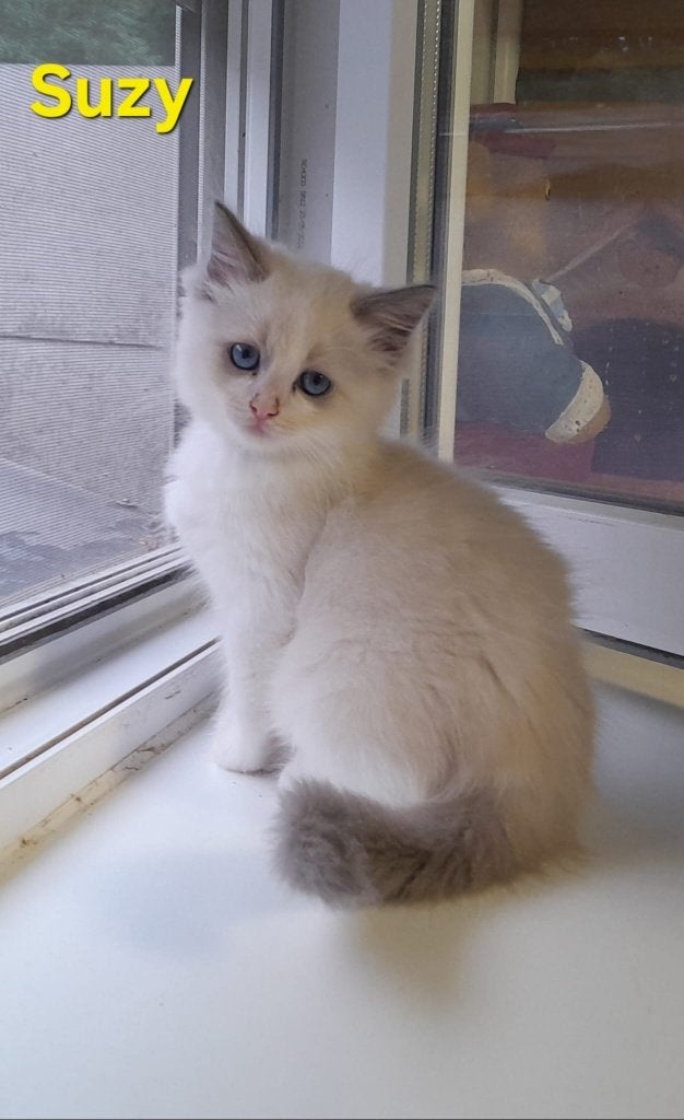 ragdoll kitten, Dieren en Toebehoren, Poes, Met stamboom, 0 tot 2 jaar
