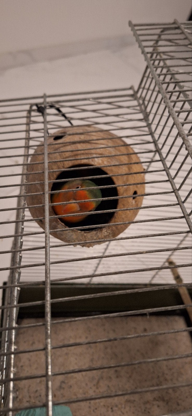 koppel agapornissen, Dieren en Toebehoren, Meerdere dieren, Dwergpapegaai of Agapornis