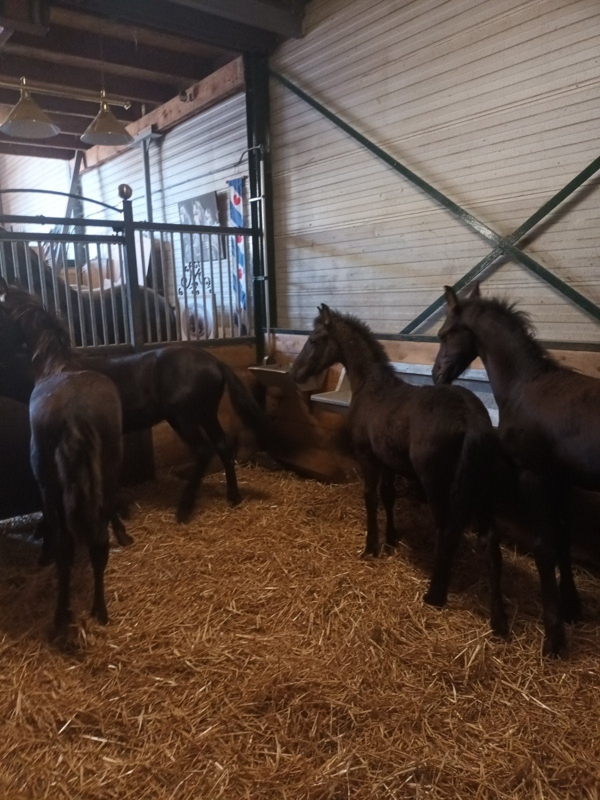4 friese veulens vol papier !!, Dieren en Toebehoren, Paarden, Hengst, Niet van toepassing, Minder dan 160 cm, 0 tot 2 jaar