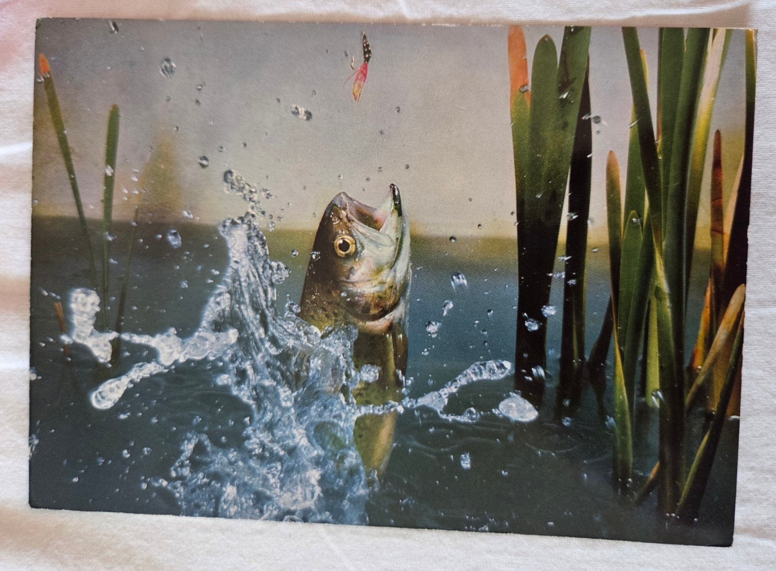 Vliegvissen op forel (Zwitserland), Verzamelen, Ansichtkaarten | Dieren, Verzenden, 1960 tot 1980, Ongelopen, Waterdier