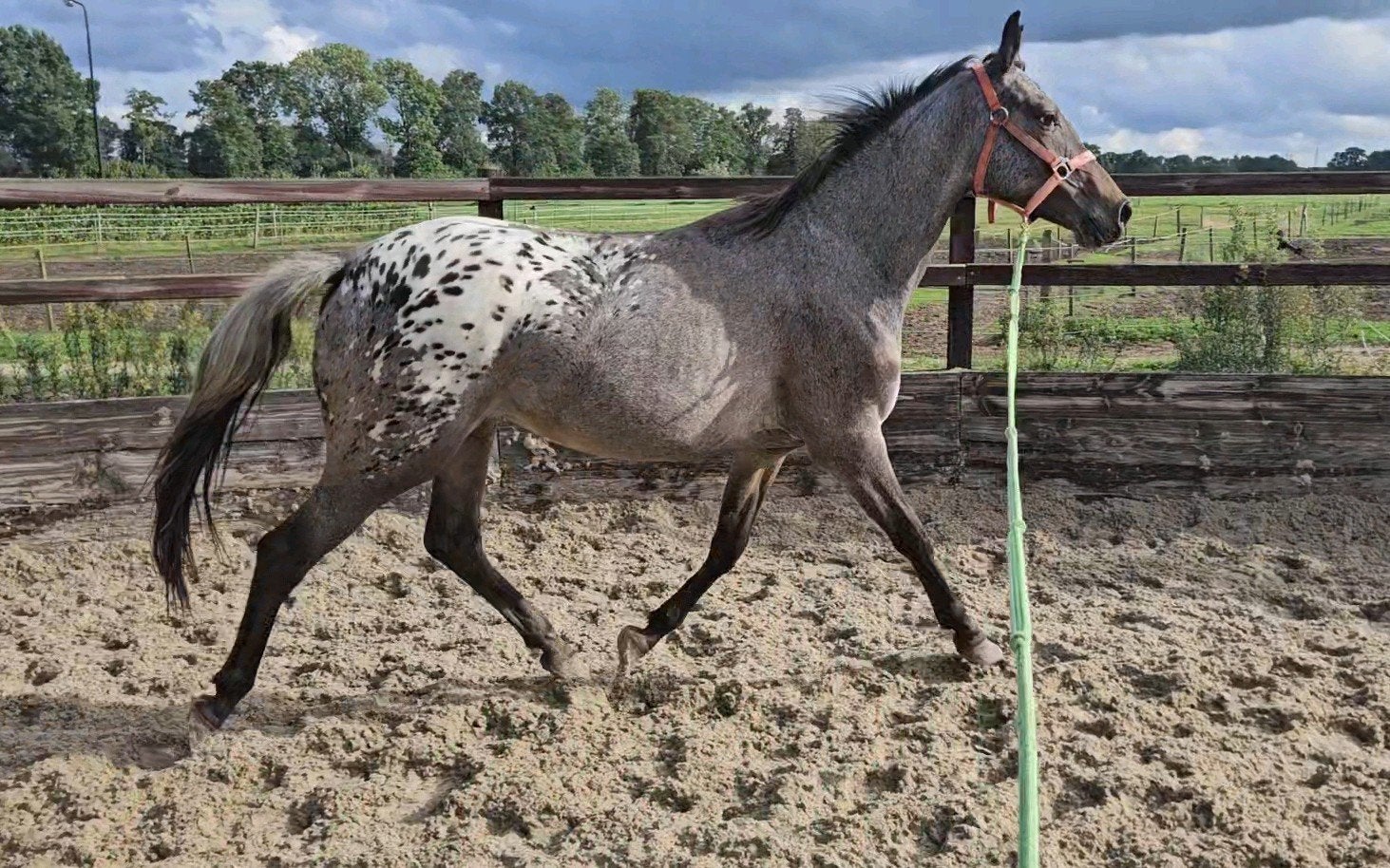 2,5 jarige appaloosa merrie, Merrie, Minder dan 160 cm, 0 tot 2 jaar, Onbeleerd