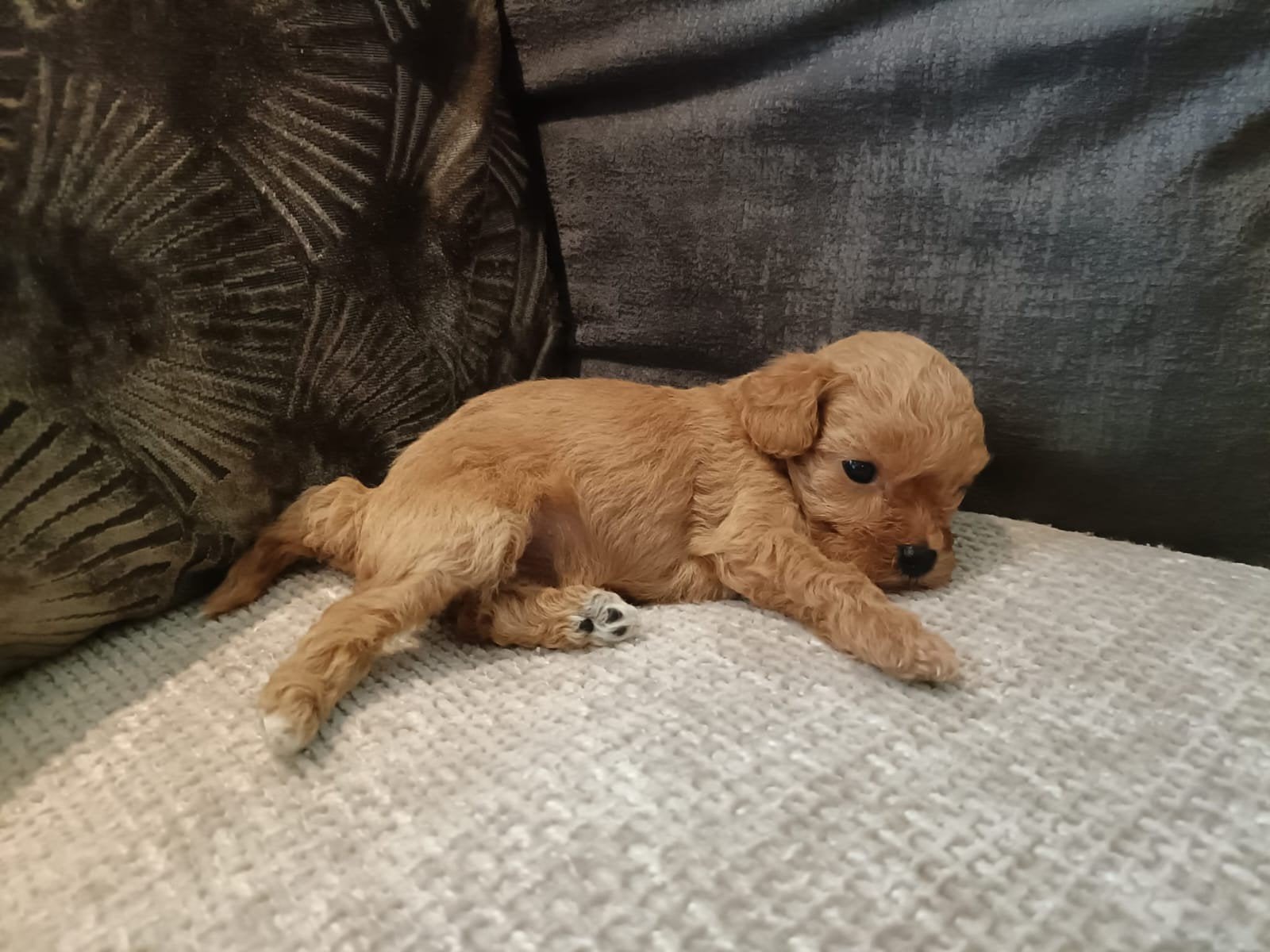 Unieke mini Maltipoo pups met garantie!, Dieren en Toebehoren, Honden | Chihuahua's en Gezelschapshonden, Poedel, 8 tot 15 weken