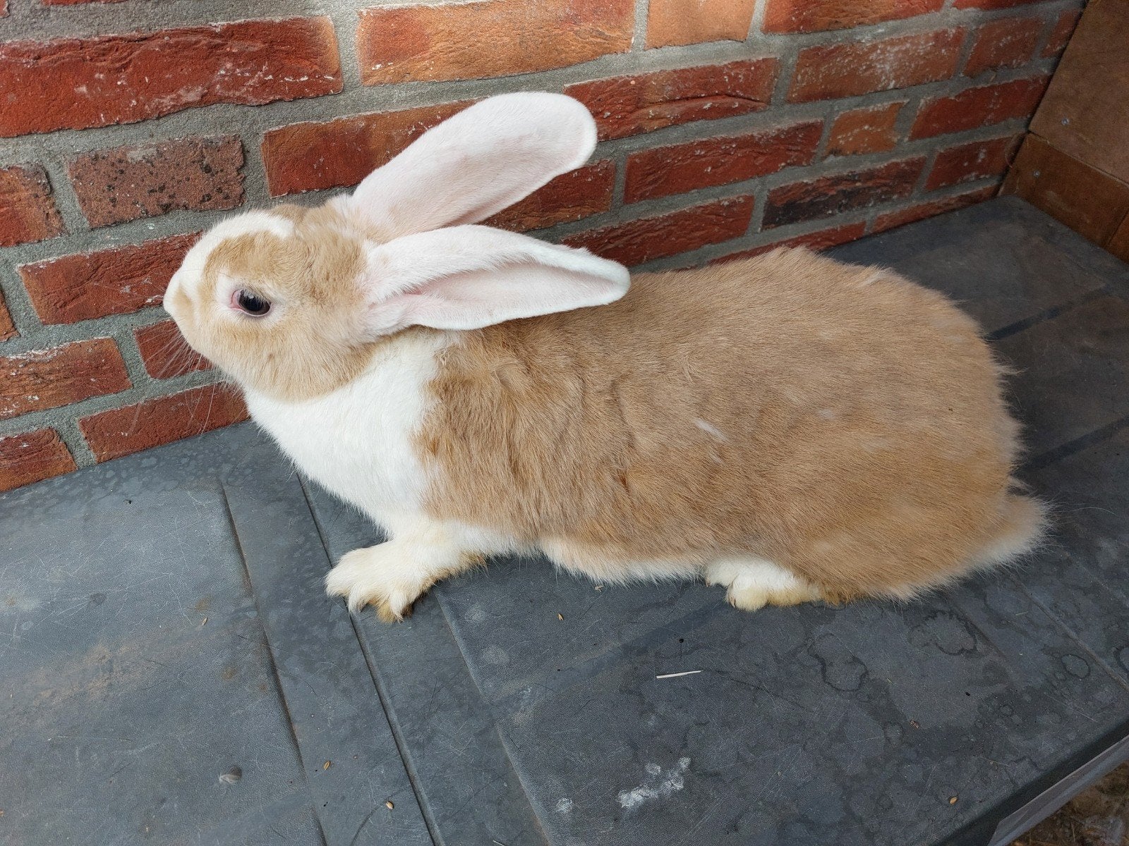 Duitse voedster, Dieren en Toebehoren, Vrouwelijk, Groot