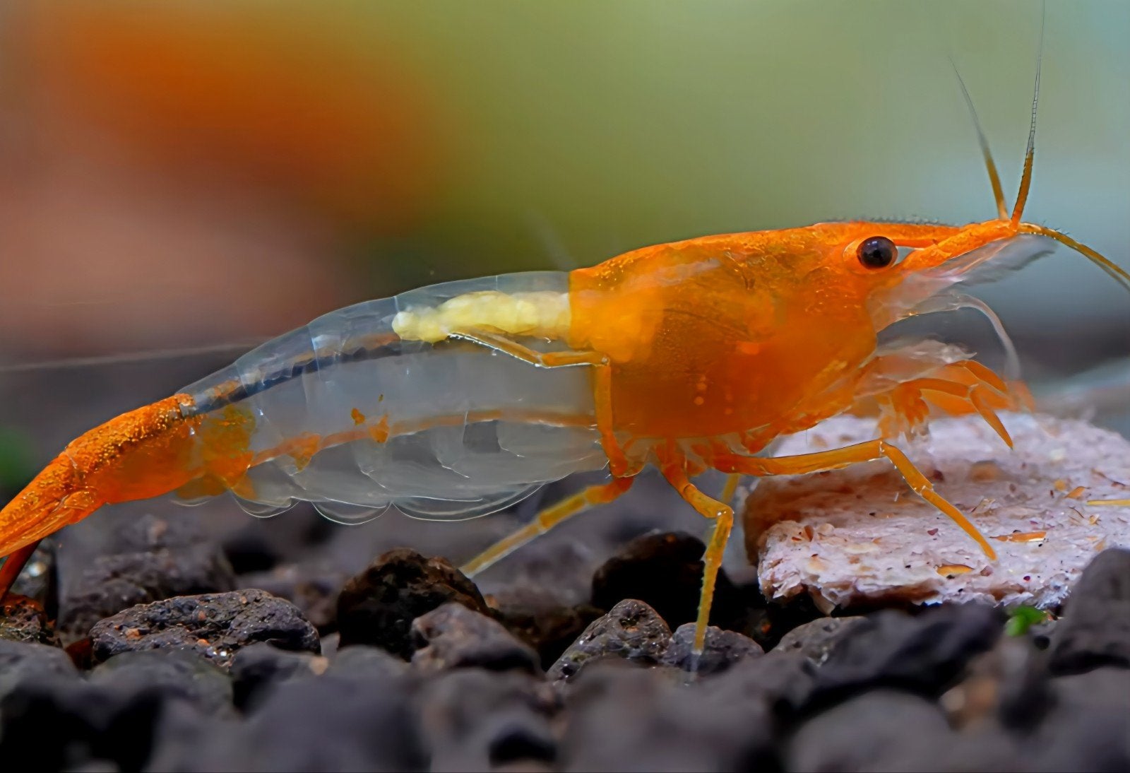 Orange rili garnalen Neocaridina. Oranje garnalen., Dieren en Toebehoren, Kreeft, Krab of Garnaal