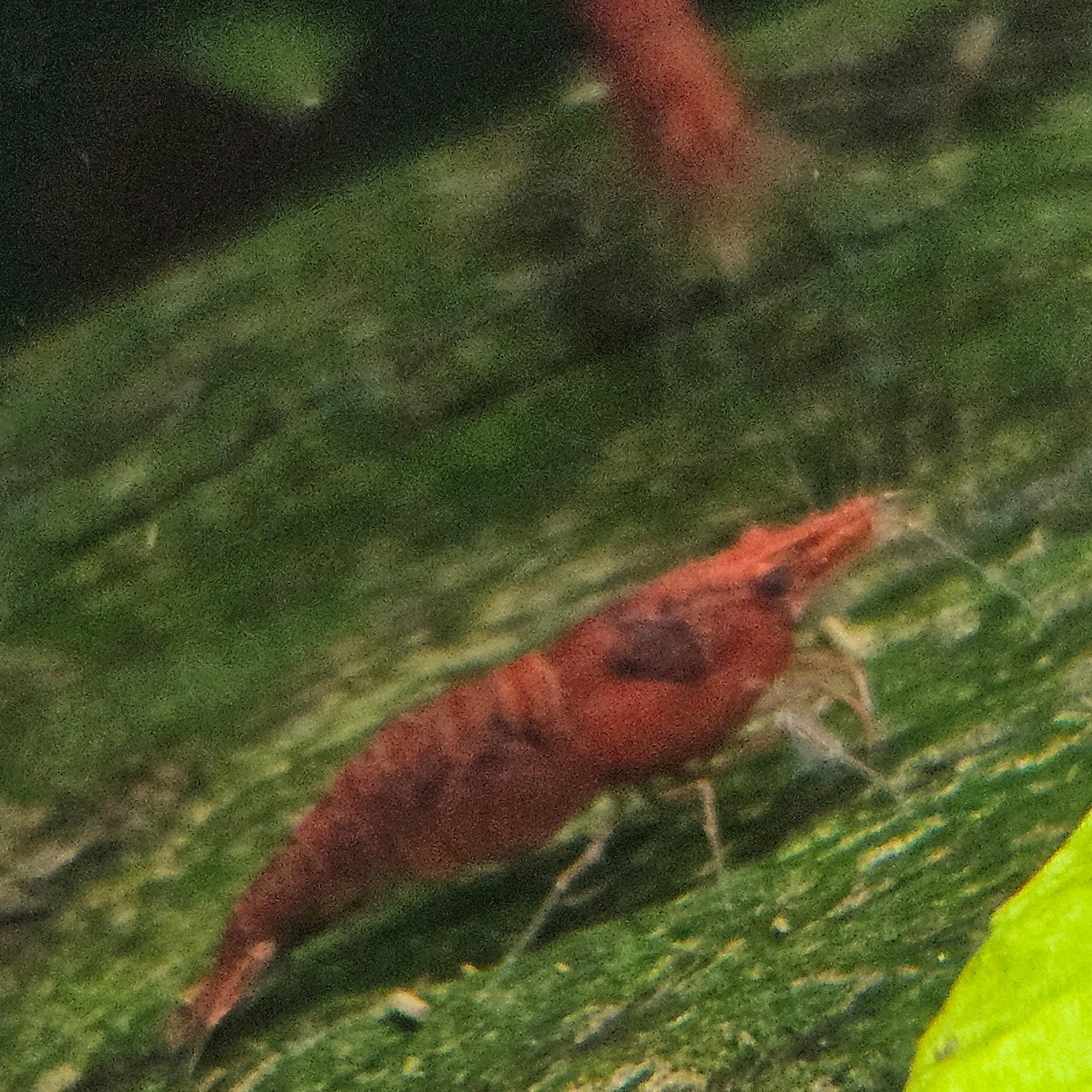 supper mooie donkerrode garnalen, Dieren en Toebehoren, Kreeft, Krab of Garnaal