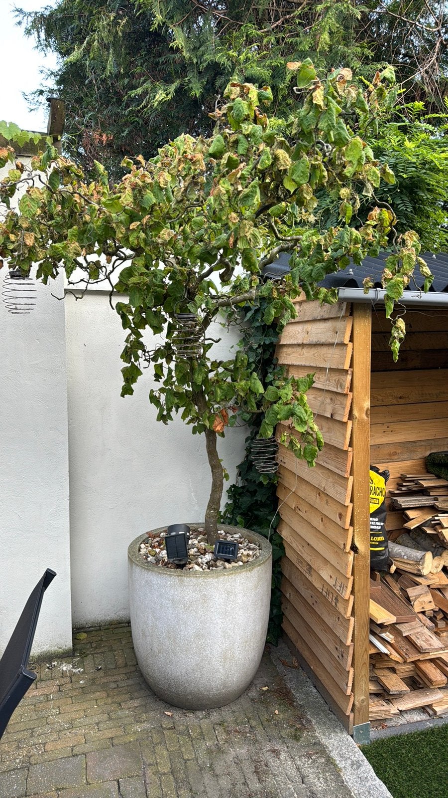 Mooie pot met Hazelaar, Tuin en Terras, Overige soorten, 100 tot 250 cm, Ophalen, Volle zon