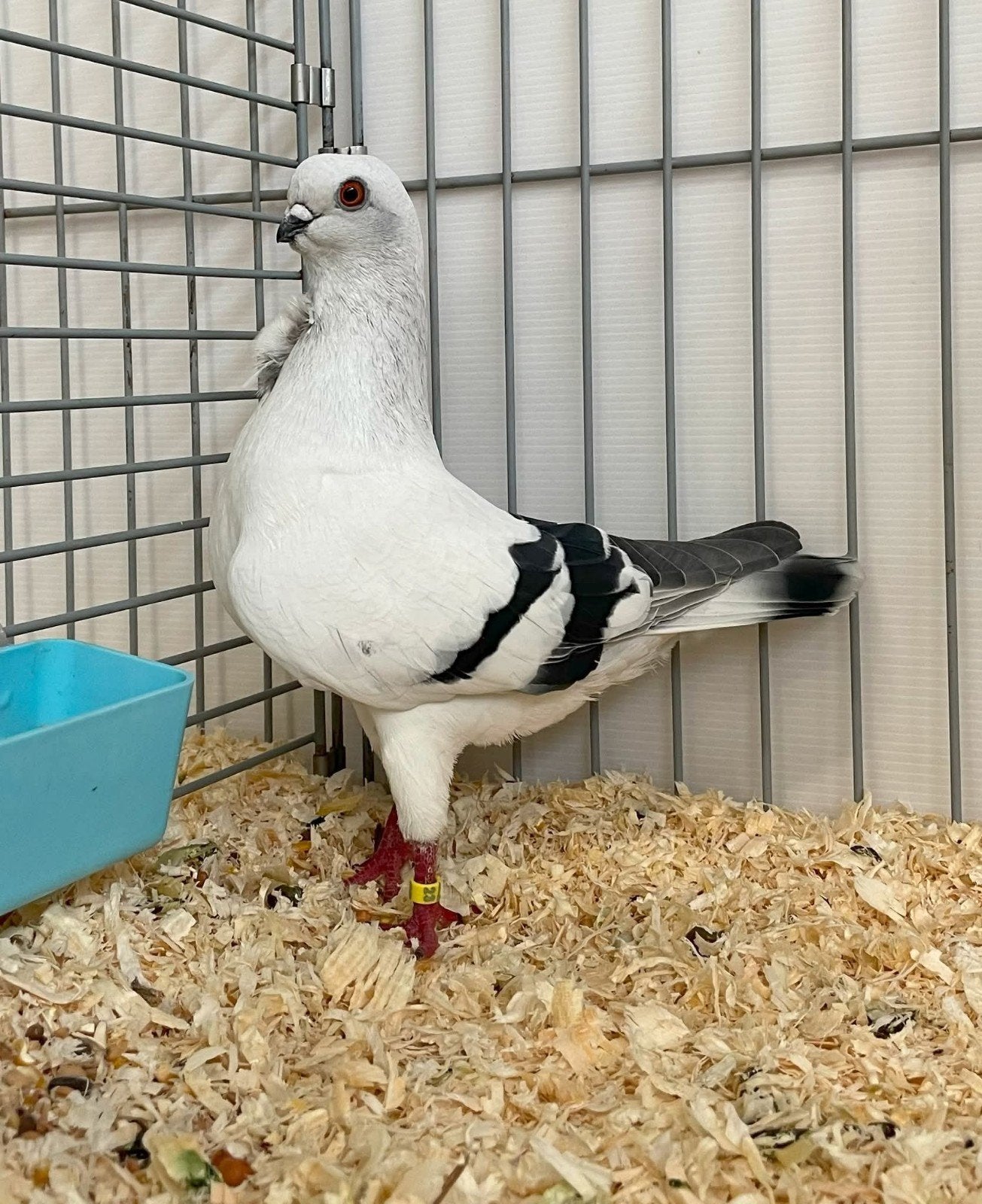 Te koop italiaanse meeuw, Meerdere dieren