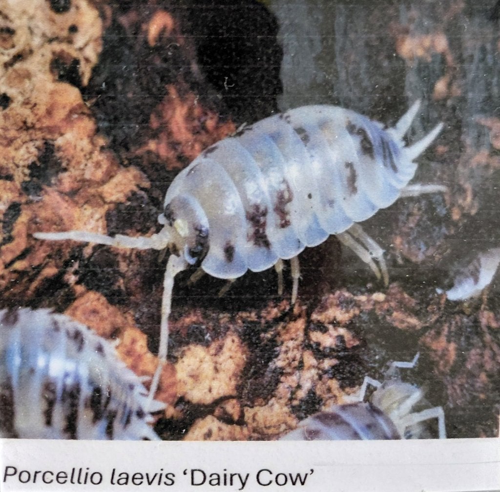 Unieke Isopods / Pissebedden Porcellio laevis ‘Dairy Cow’, Overige soorten