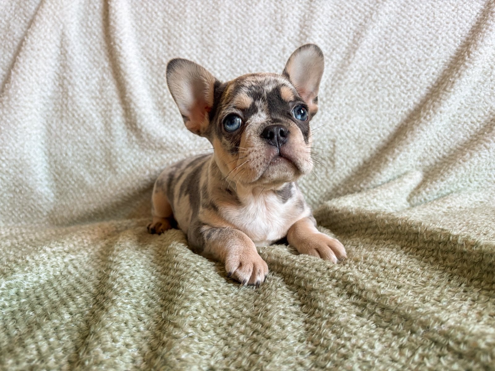 Franse bulldog met arfe stamboom, 8 tot 15 weken, Meerdere, Meerdere dieren, Nederland