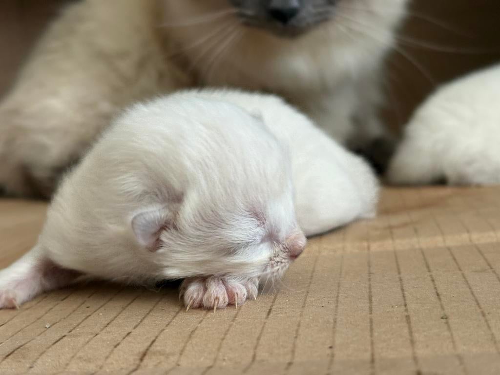 Nog 1 poesje en 1 katertje ragdoll klaar voor nieuwe huis!, Meerdere dieren, Langharig, 0 tot 2 jaar