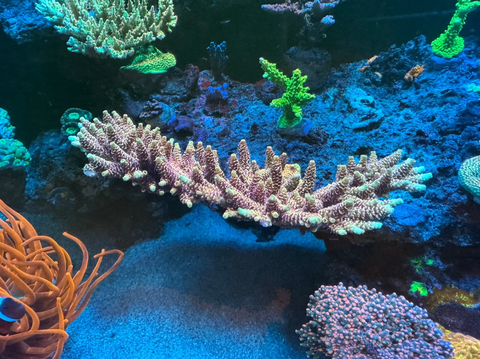 Acropora stekken te koop / te ruil, Dieren en Toebehoren, Vis, Zoutwatervis