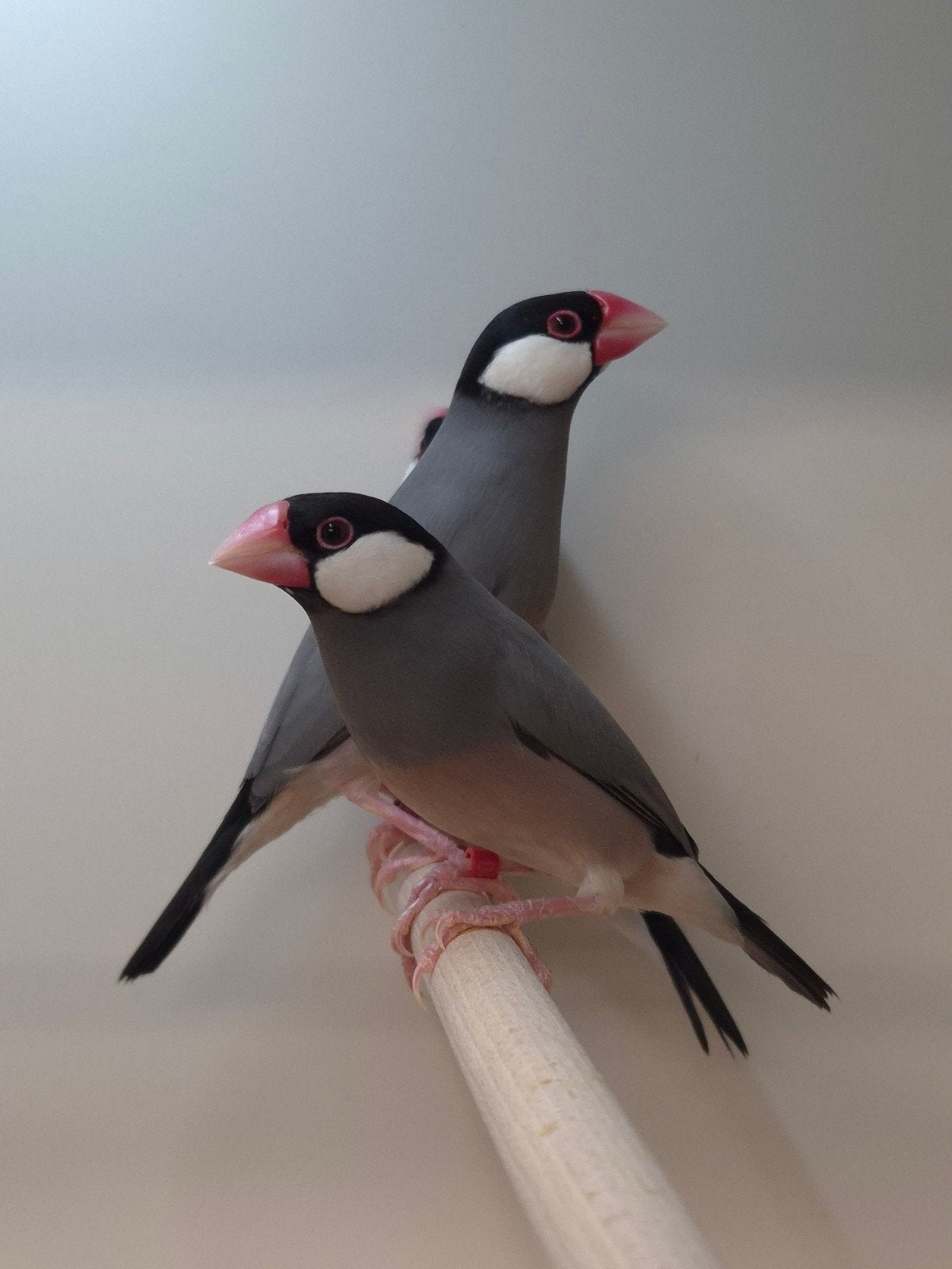 Rijstvogels, Dieren en Toebehoren, Meerdere dieren, Tropenvogel, Geringd