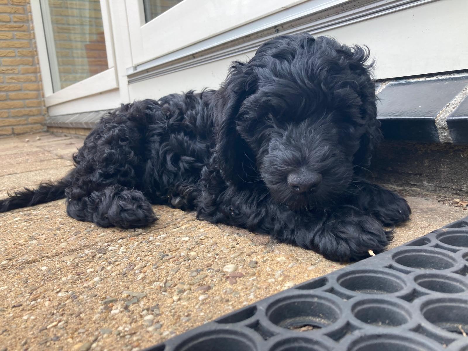 Labradoodle: nog 2 lieve, sociale, zindelijke reutjes, Dieren en Toebehoren, Overige rassen, 8 tot 15 weken, Parvo, Meerdere