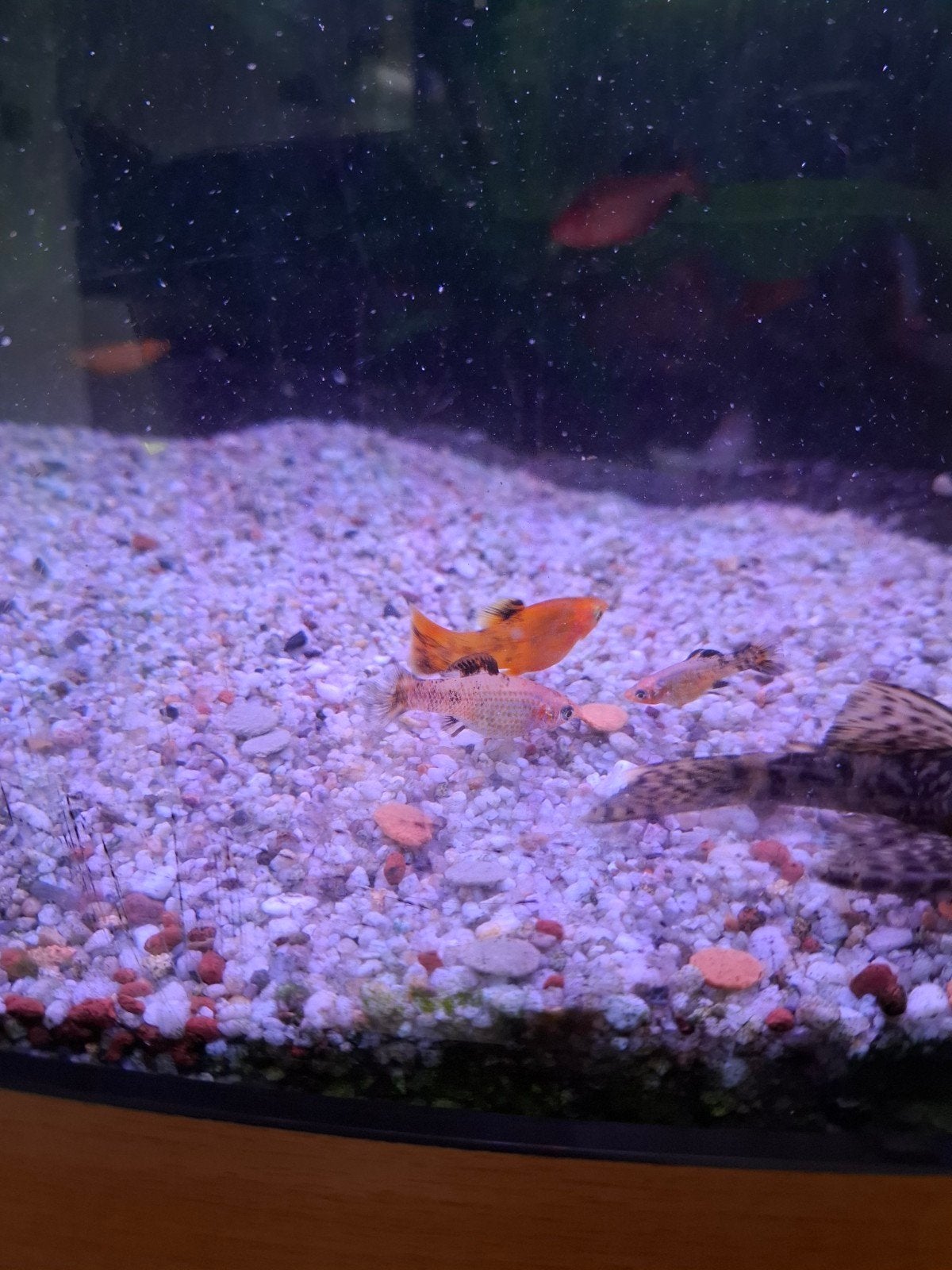 Jonge gold platy's, Dieren en Toebehoren, Vissen | Aquariumvissen, Vis