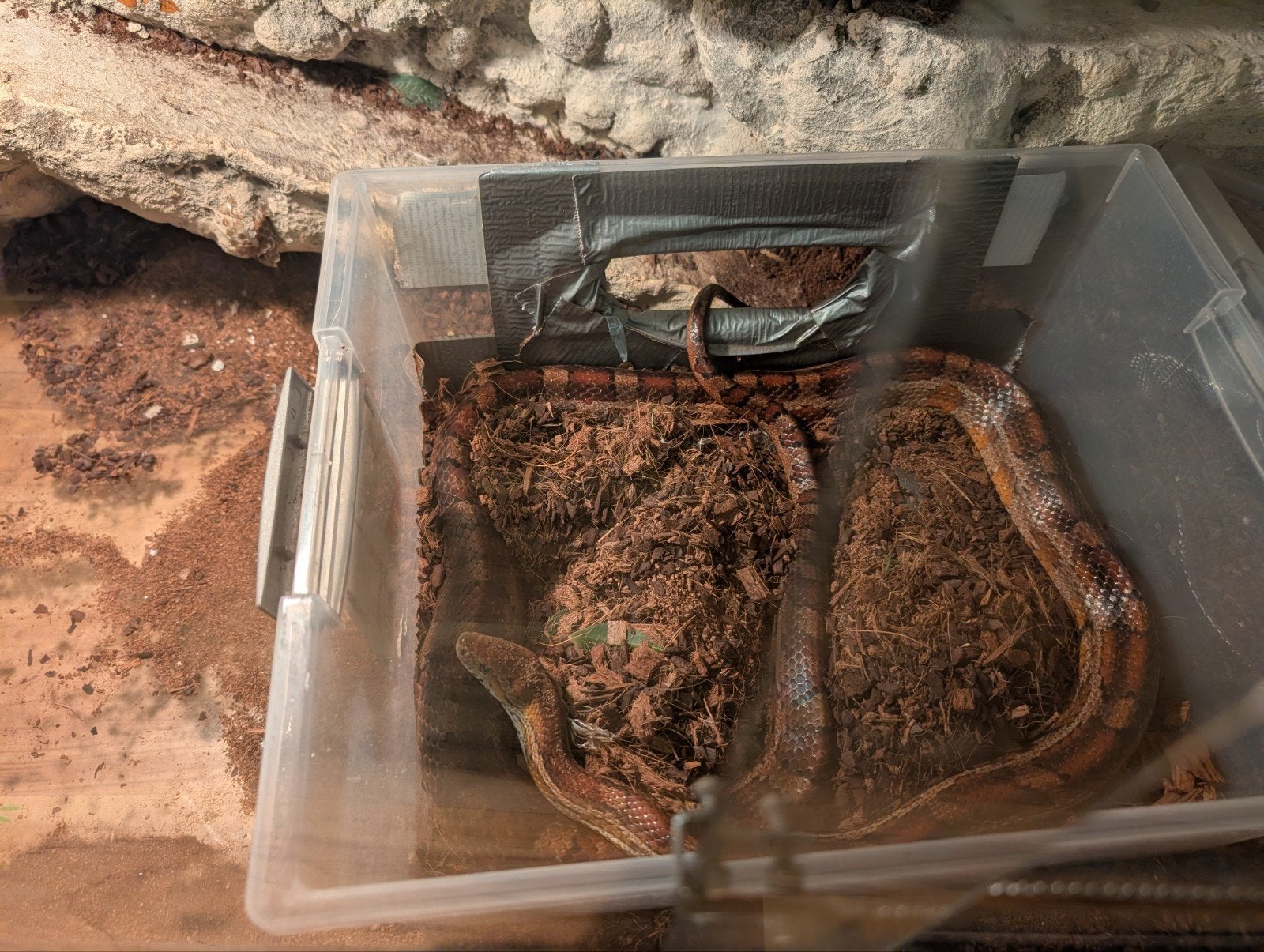 Volwassen Rattenslang met groot terrarium Rat Snake photo 2
