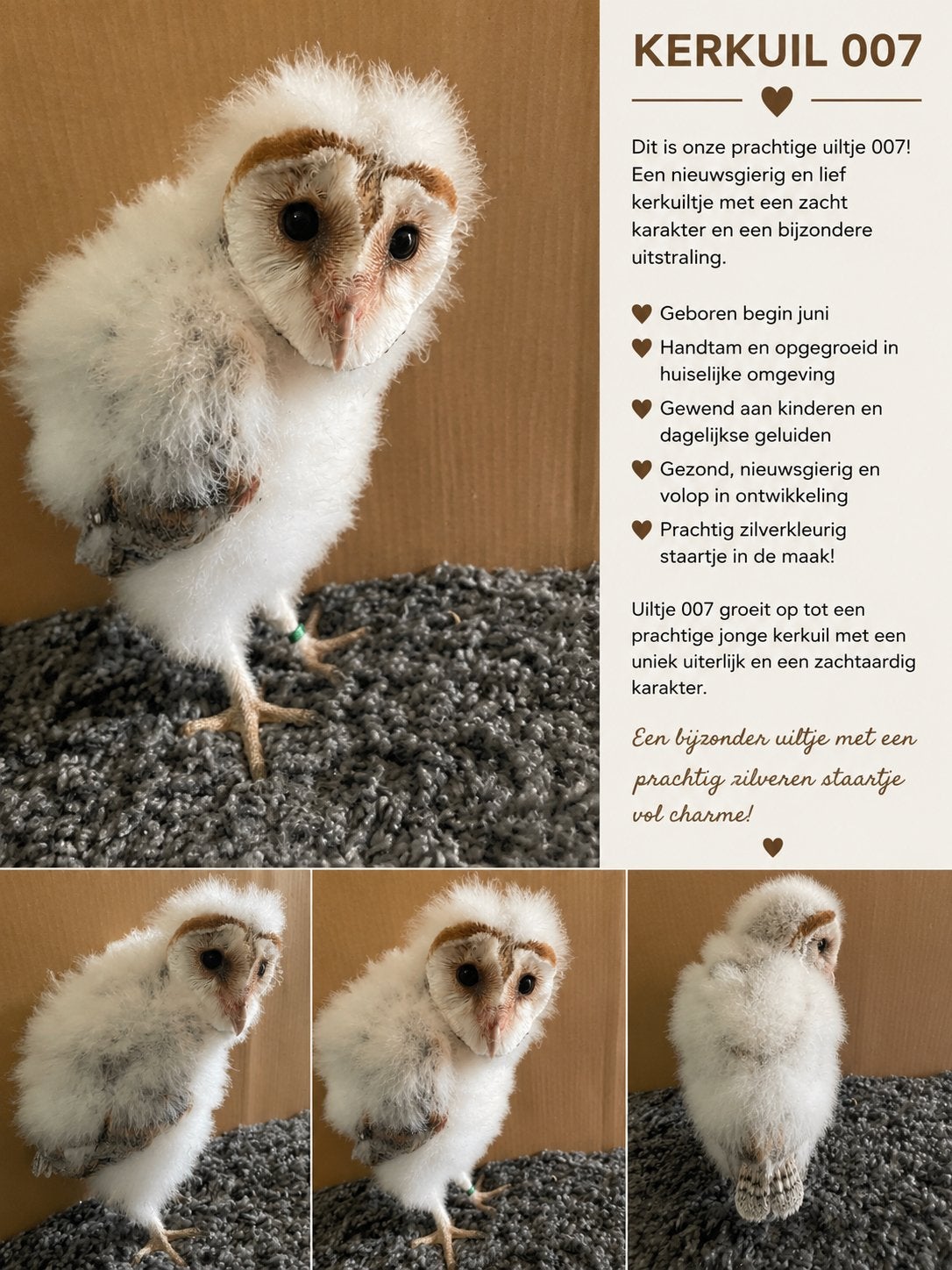 Kerkuil jong 007, Geslacht onbekend, Roofvogel, Geringd
