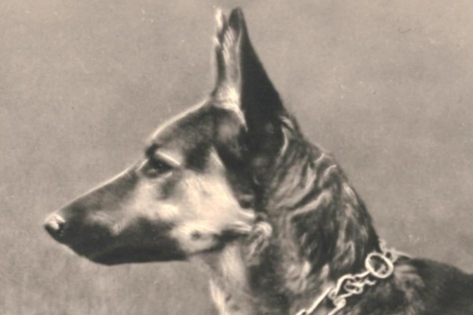 967401 Oude kaart Hond Herder Nette oude kaart Onbeschreven, Ophalen of Verzenden, 1920 tot 1940, Ongelopen, Hond of Kat