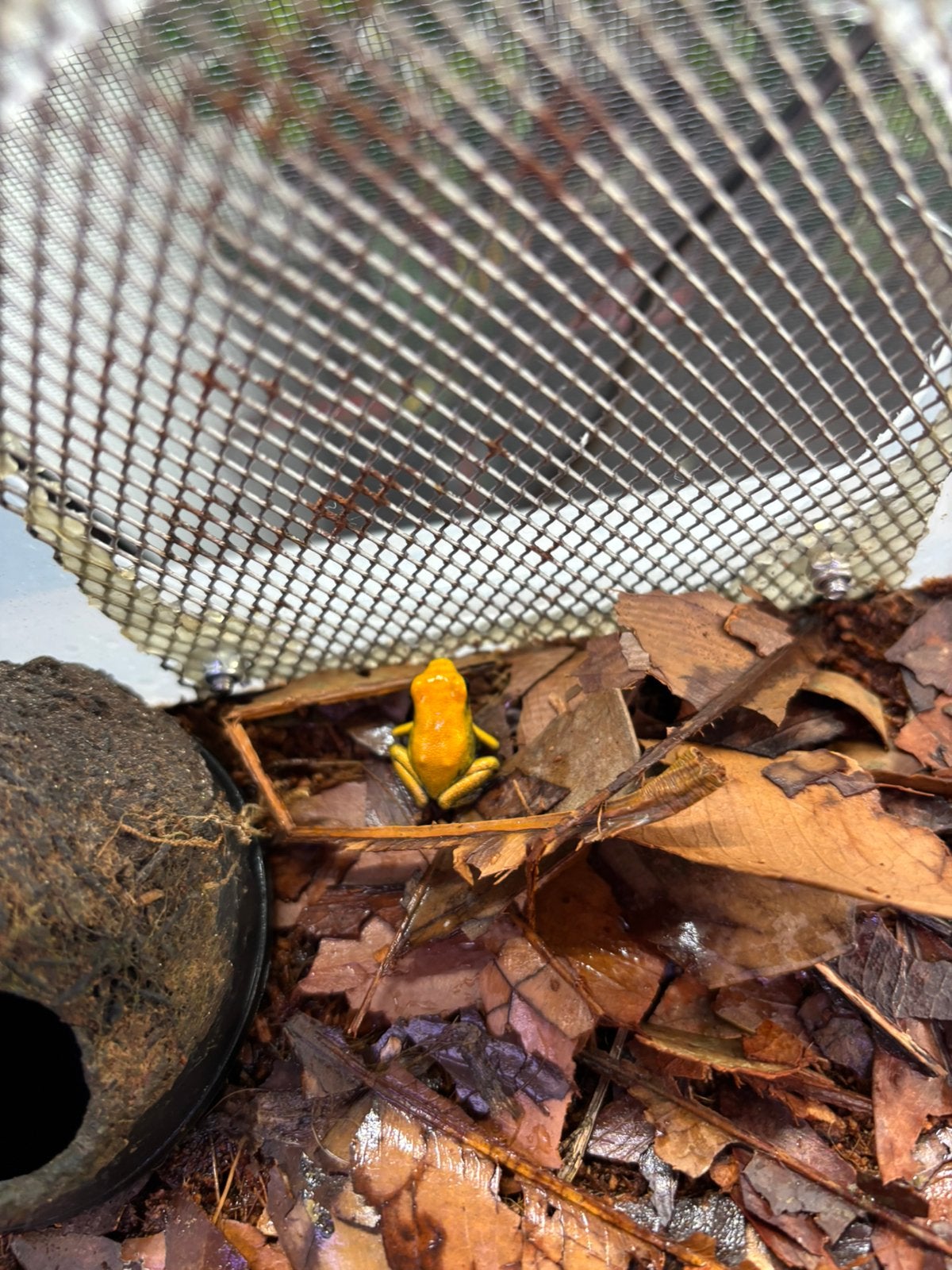 Phyllobates bicolor jong