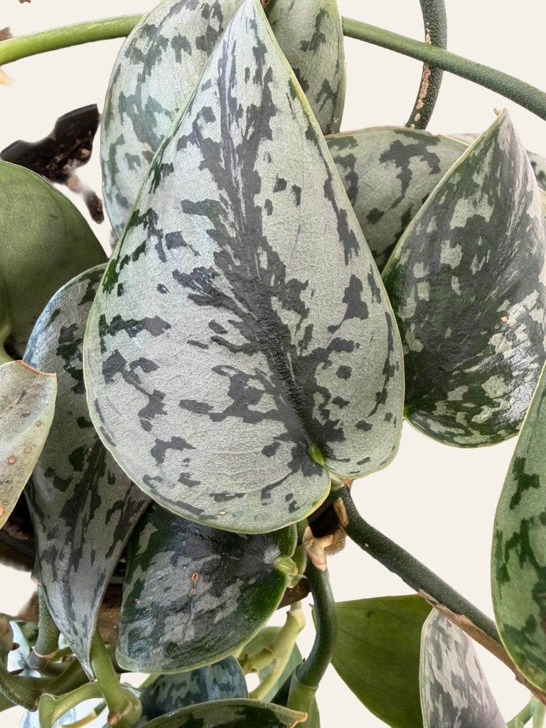 Scindapsus Silvery Ann p12, Huis en Inrichting, Kamerplanten, Ophalen of Verzenden, Halfschaduw, Minder dan 100 cm