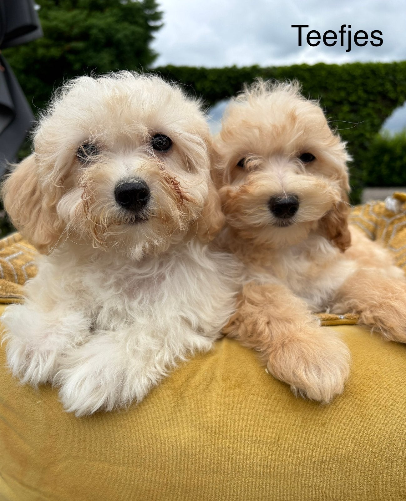Maltipoo pups, Dieren en Toebehoren, Honden | Chihuahua's en Gezelschapshonden, Nederland, Overige rassen, 8 tot 15 weken, Meerdere