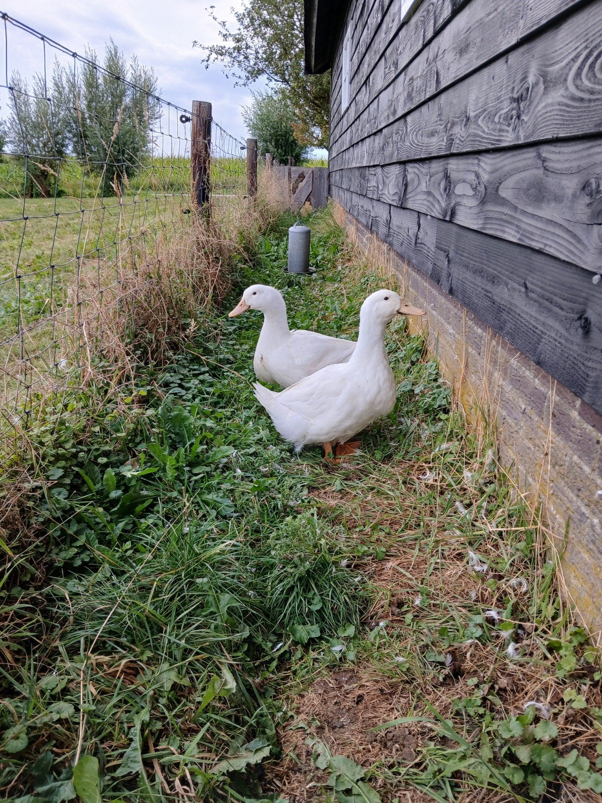 Pekingeenden, Dieren en Toebehoren, Pluimvee, Vrouwelijk, Eend