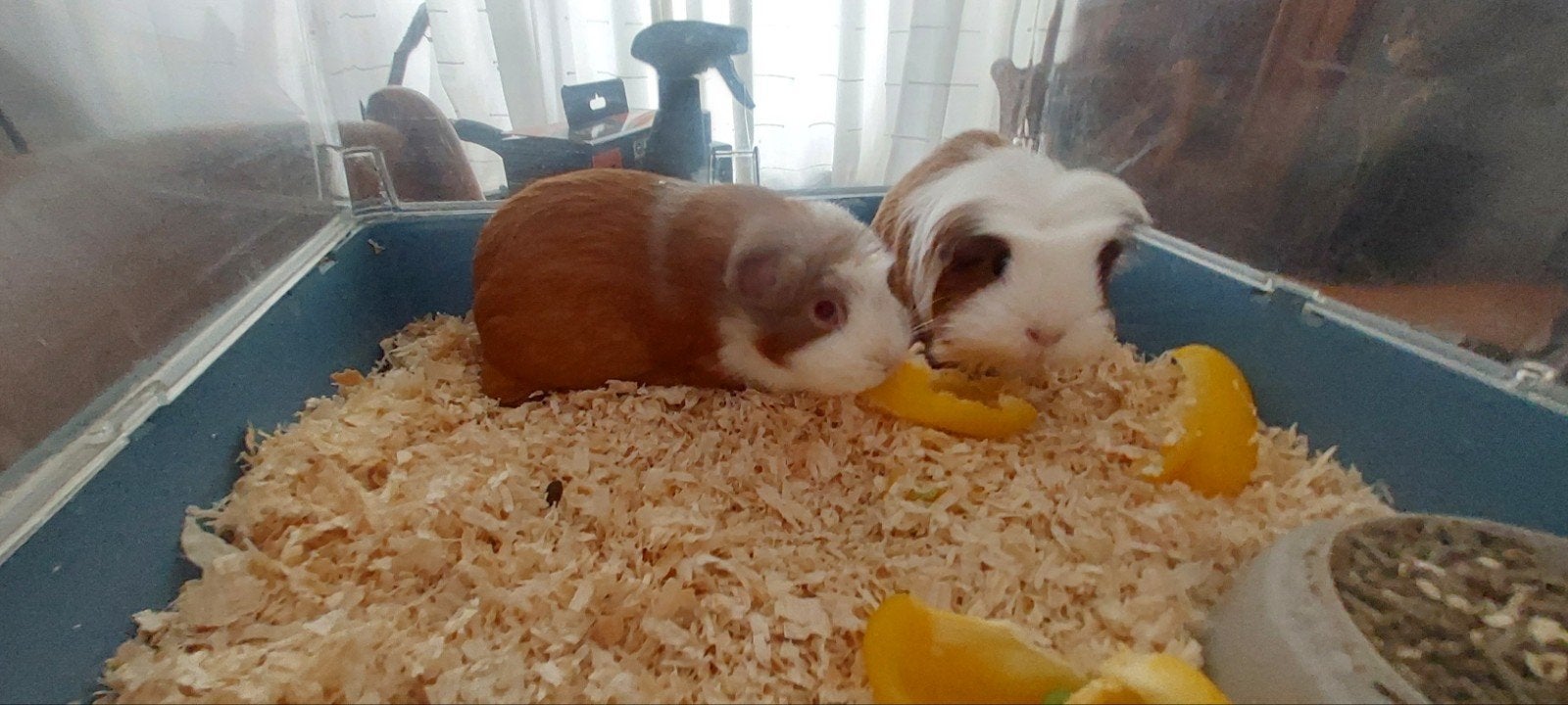2 lieve zeugjes op zoek naar een nieuw thuis, Dieren en Toebehoren, Knaagdieren, April, Vrouwelijk, Cavia