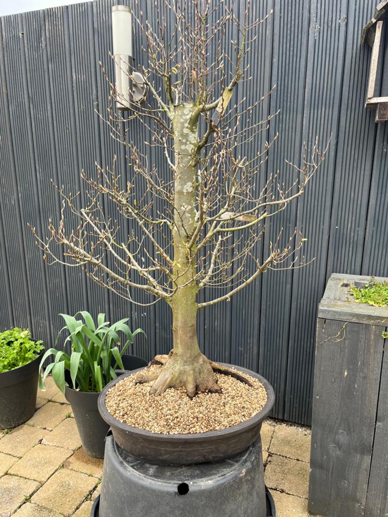Bonsai Carpinus Fastigiata, Bloeit niet, Overige soorten, Minder dan 100 cm, Ophalen