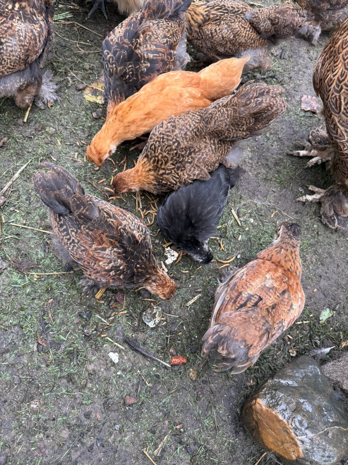 Brahma kriel kippen  kuikens 2 maanden. Oud, Dieren en Toebehoren, Meerdere dieren, Kip