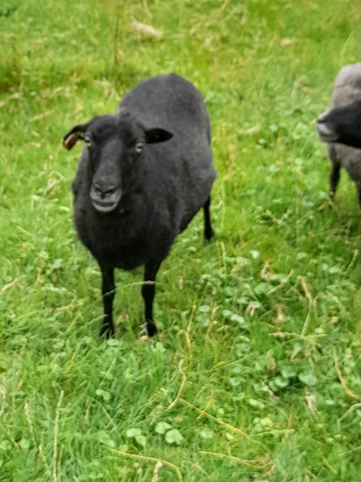 Ouessant ooitje, Vrouwelijk, Schaap, 6 jaar of ouder