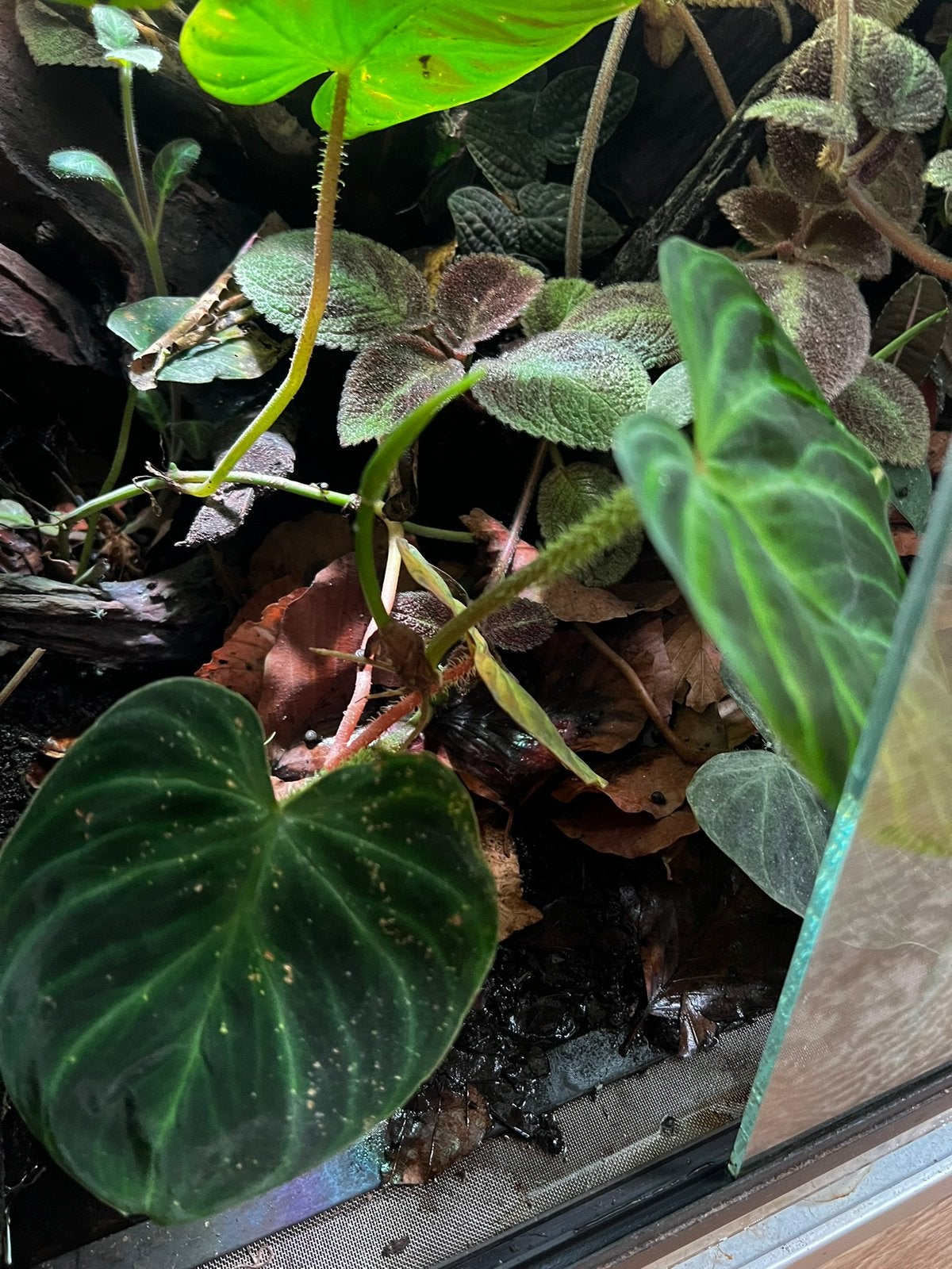 Philodendron verrucossum kopstek, Amfibie, 0 tot 2 jaar