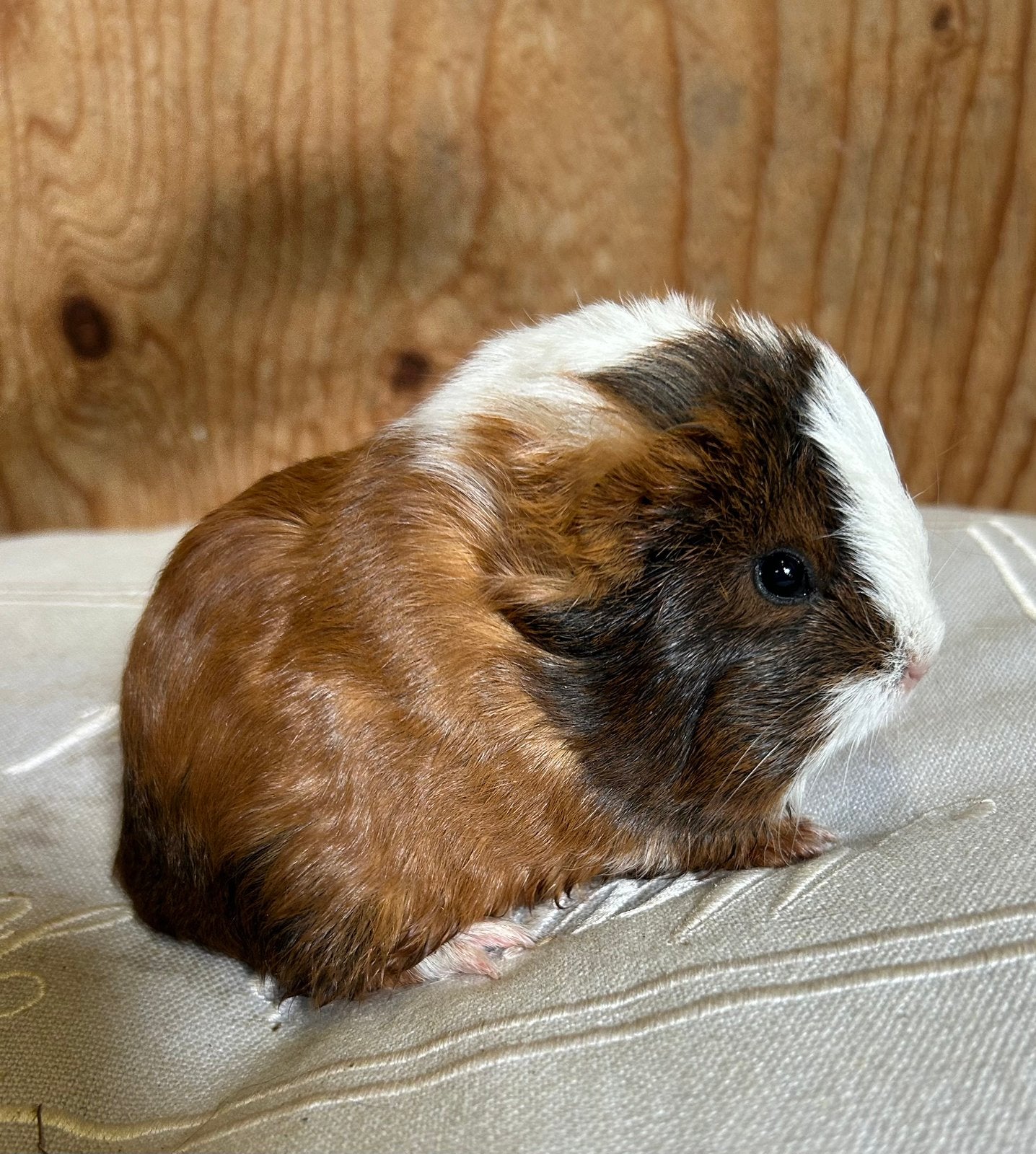 Jong cavia vrouwtje mixje, Augustus, Vrouwelijk, Cavia